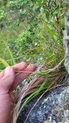 Trisetum lasiorhachis
