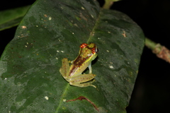 Boophis bottae