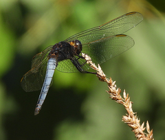 Crocothemis nigrifrons