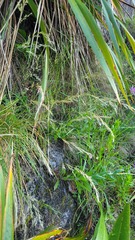 Trisetum lasiorhachis