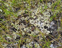 Xanthoparmelia semiviridis