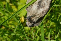 Chrysotoxum festivum