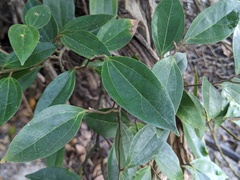 Cryptocarya triplinervis