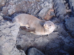 Arctocephalus galapagoensis