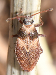 Oncochila simplex