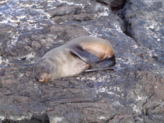 Arctocephalus galapagoensis