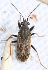 Peritrechus