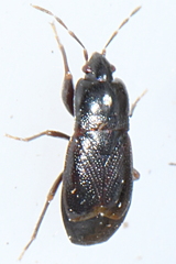 Plinthisus