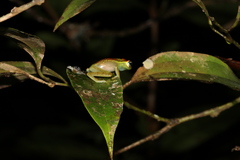 Boophis bottae