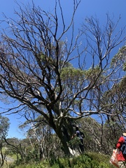 Eucalyptus pauciflora