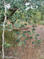 Senegalia nigrescens