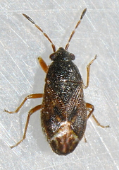 Stygnocoris