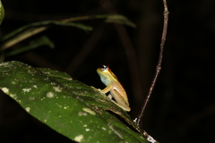 Boophis bottae