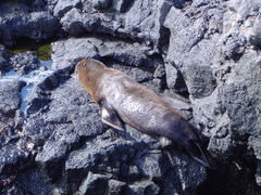 Arctocephalus galapagoensis