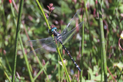 Eusynthemis guttata