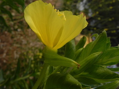 Oenothera stucchii