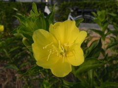 Oenothera stucchii