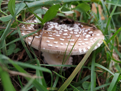 Amanita pantherina