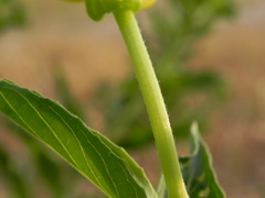 Oenothera stucchii