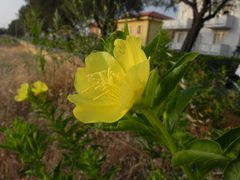 Oenothera stucchii