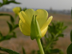 Oenothera stucchii