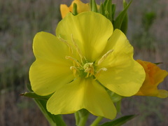 Oenothera stucchii
