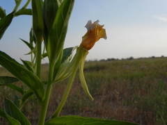 Oenothera stucchii