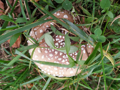 Amanita pantherina