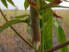Oenothera stucchii