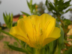 Oenothera stucchii