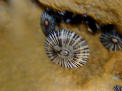 Siphonaria funiculata