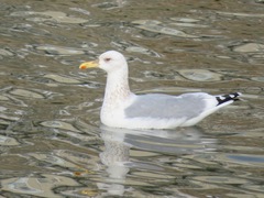 Larus argentatus vegae