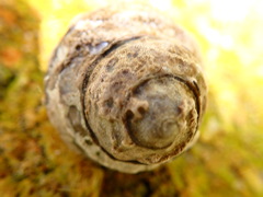 Austrocochlea constricta