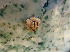 Chthamalus antennatus