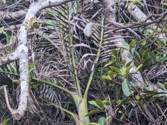 Archontophoenix cunninghamiana