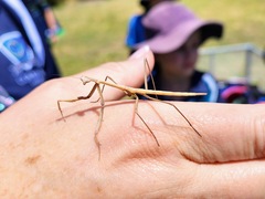 Archimantis latistyla
