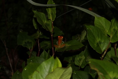 Boophis viridis