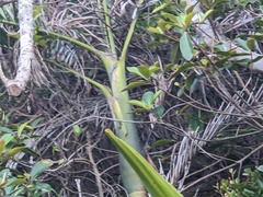 Archontophoenix cunninghamiana