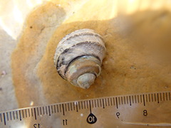 Austrocochlea constricta