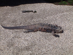 Amblyrhynchus cristatus