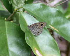 Ypthima baldus
