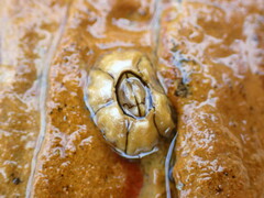 Chthamalus antennatus