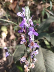 Eranthemum