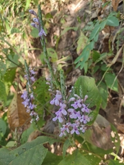 Eranthemum
