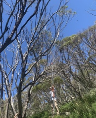 Eucalyptus pauciflora niphophila