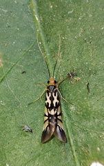 Macrostemum floridum