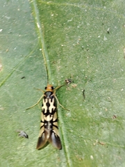 Macrostemum floridum