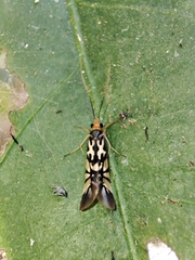 Macrostemum floridum