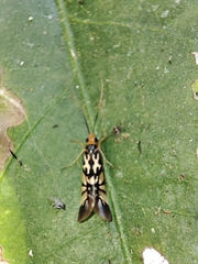 Macrostemum floridum