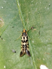 Macrostemum floridum